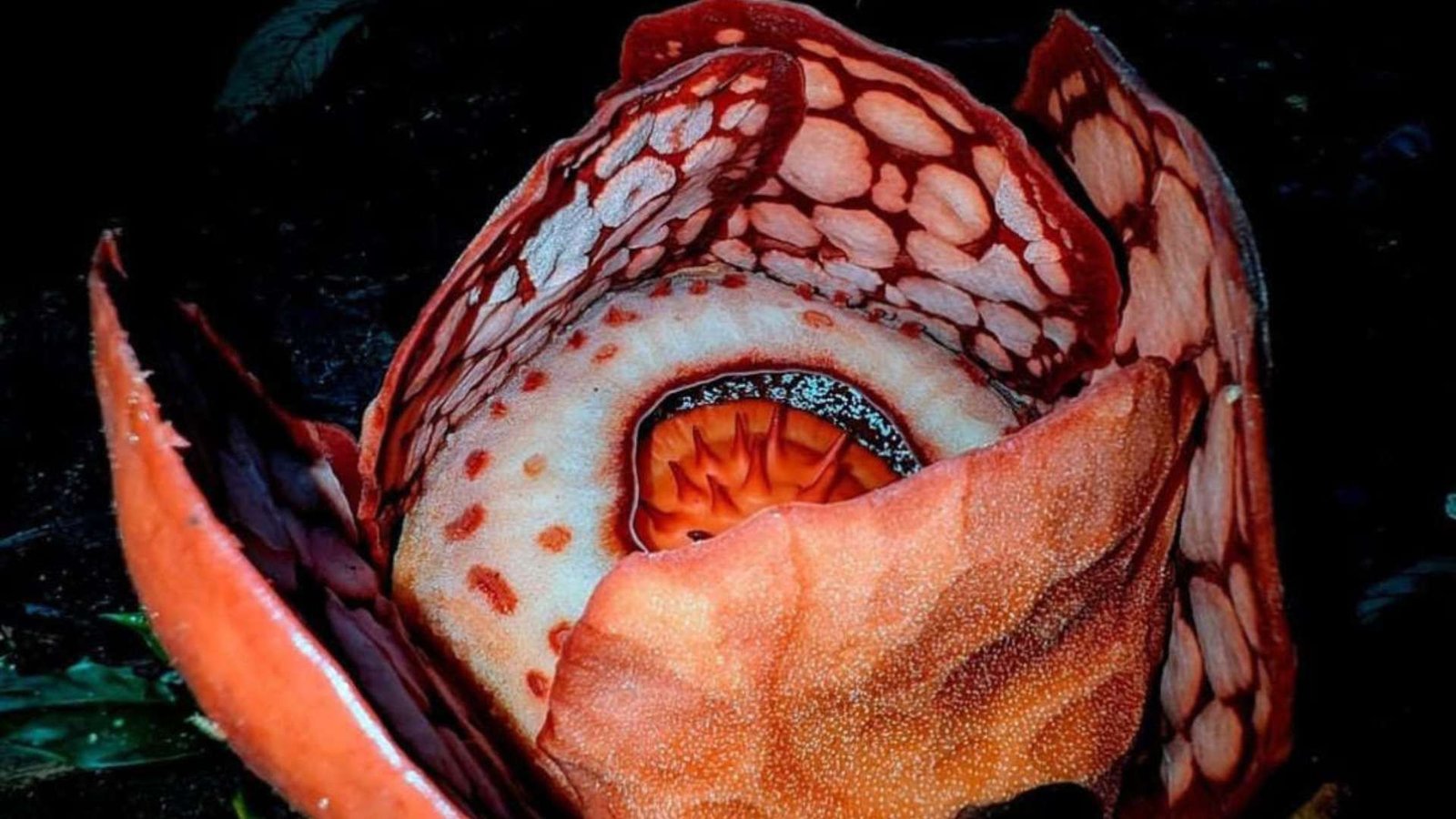 Viral di Media Sosial, Oxford University Diprotes Akibat Tak Menyebut Peneliti Indonesia di Rafflesia Hasseltii