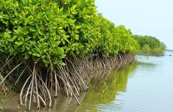 PT IMIP Libatkan Generasi Muda dalam Penanaman 10 Ribu Bibit Mangrove di Teluk Palu