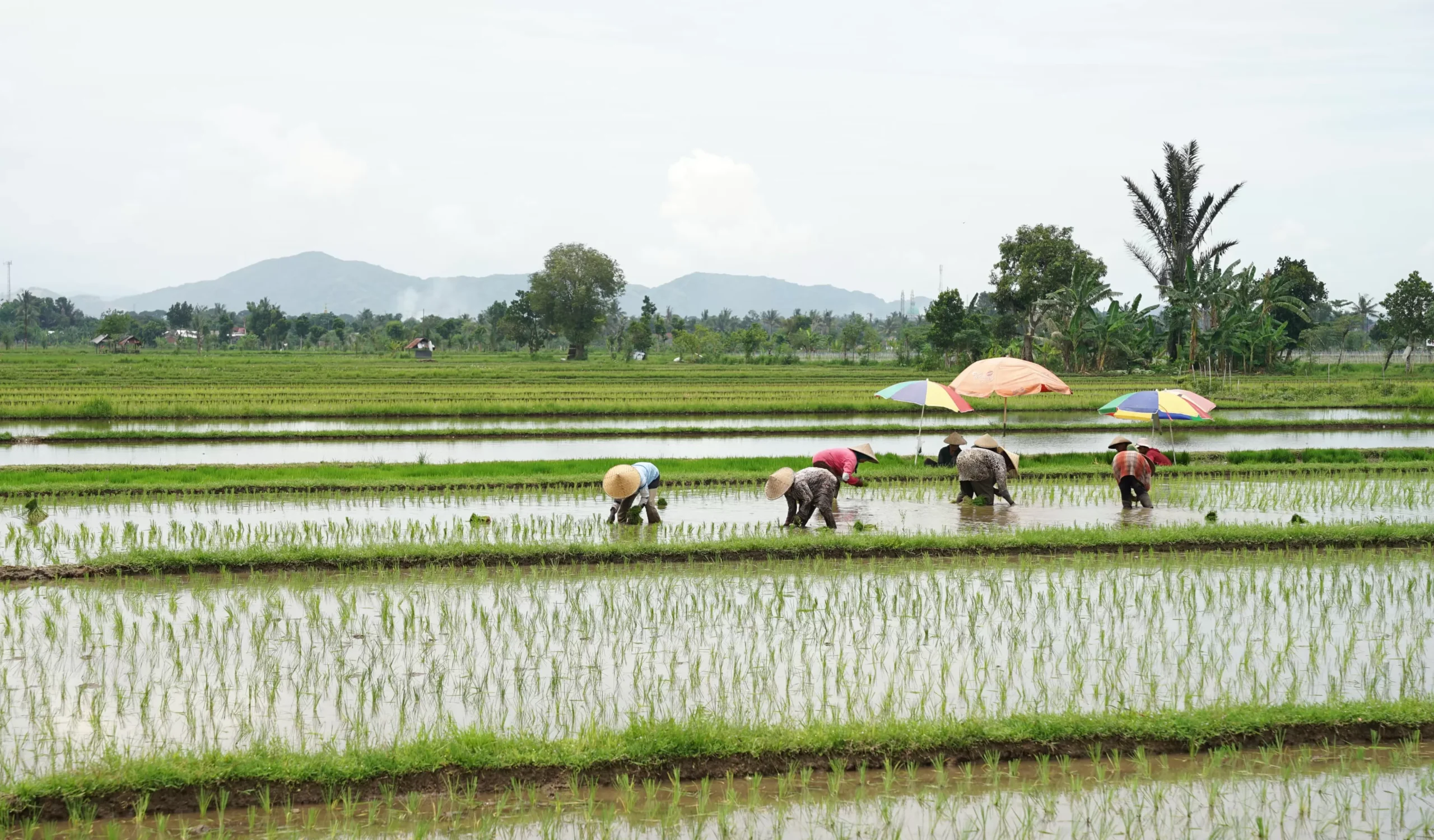 Perkuat Stok Pangan, Kementan Fokus Optimasi Lahan di Berbagai Daerah