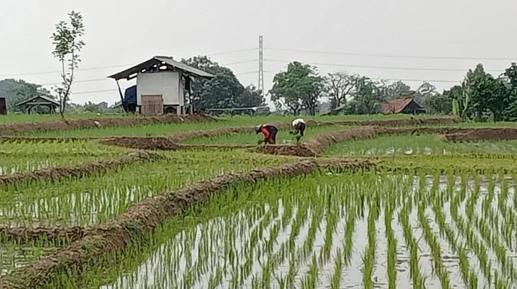 Kemarau Panjang Mengancam, Komisi IV Minta Ketahanan Pangan Nasional Diperkuat