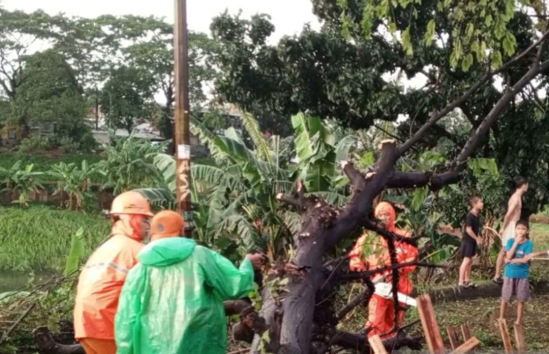 Petugas Gabungan Evakuasi 14 Pohon Tumbang Akibat Cuaca Ekstrem di Jakarta Timur
