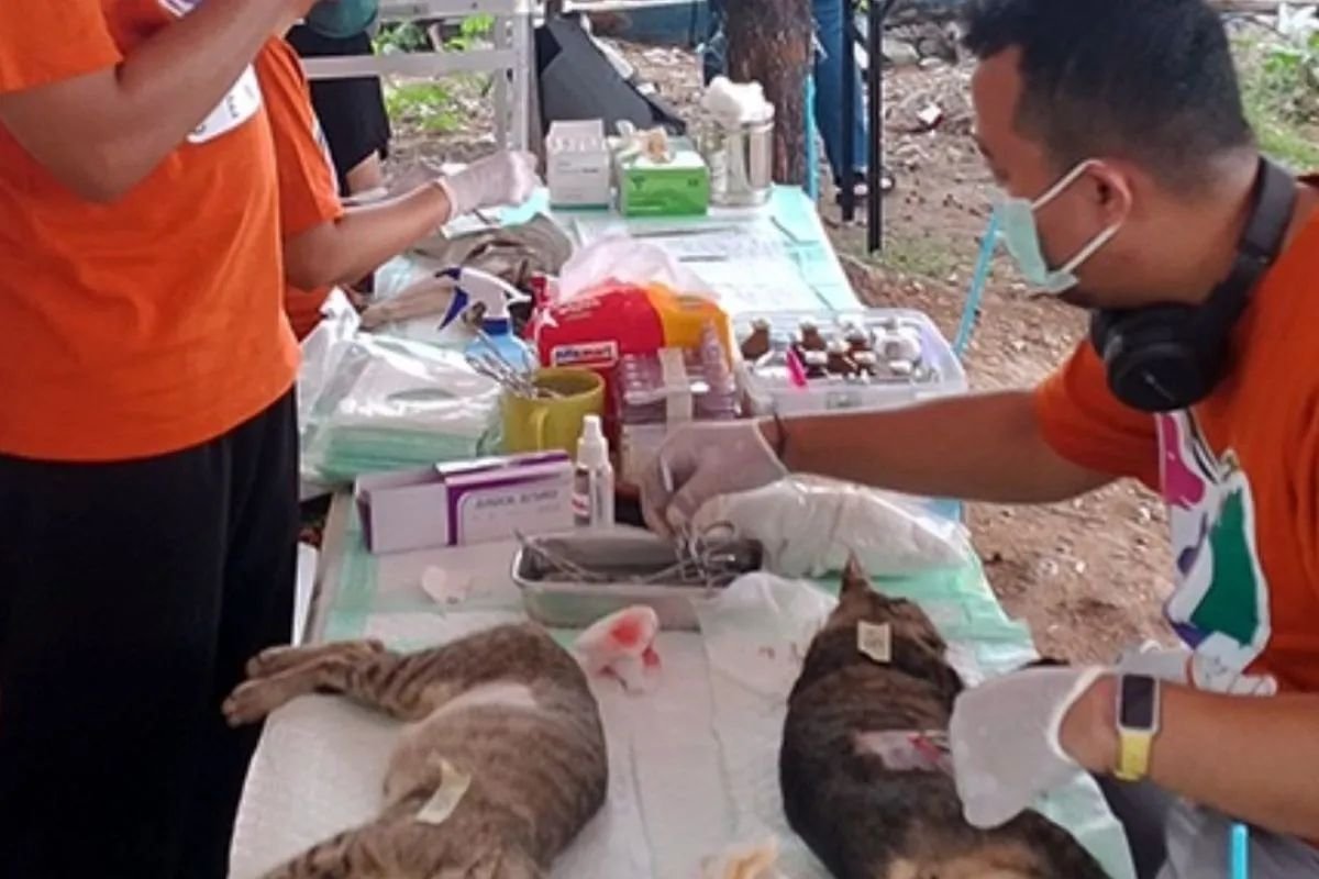 Cegah Rabies, Sudin KPKP Kepulauan Seribu Gelar Vaksinasi Hewan di Pulau Sabira