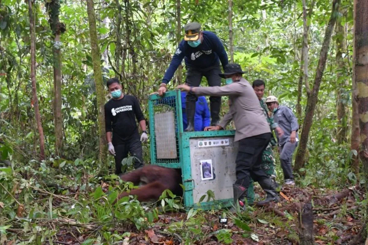 Upaya Konservasi, BOS-BKSDA Pulangkan Lima Orangutan ke Habitatnya