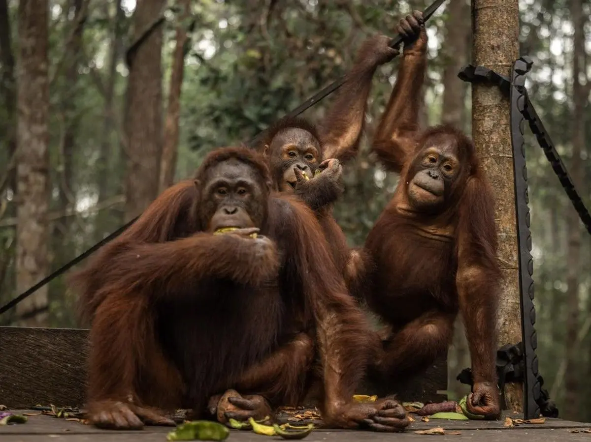 Puluhan Orang Utan di Nyaru Menteng Alami ISPA Dampak Kabut Asap Karhutla